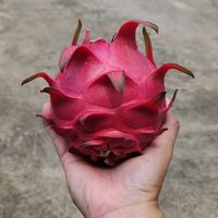 tanu_pitaya