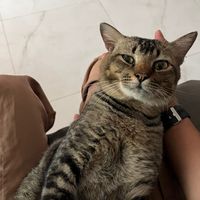 Multo