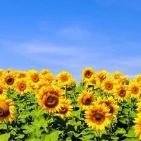 original sound - vcq2125