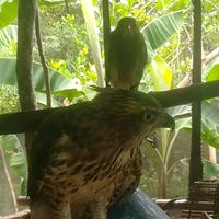 សំឡេងដើម - san soun