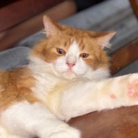 suara asli - namina_isda