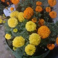 resma.akter1391