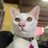 เสียงต้นฉบับ - เจ้าแมวถุงทอง