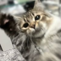 siberian_roy