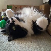 chachaneko6