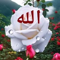 abdullahali4586