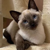 original sound - Julia Quotes