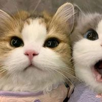 suara asli - kapri🐌