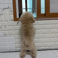 오리지널 사운드 - 시루🐶🐕최수빈🐰🐇