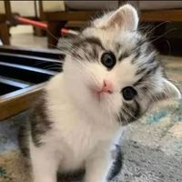 catlife6660