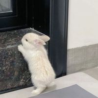 original sound - wonder