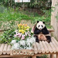 fubao_animals2026