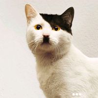 cat.1939