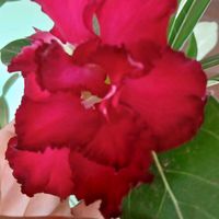 rosalinawwwtiktokcom