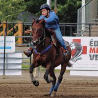 thebarrelwarmblood