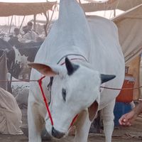 1karachibulllovers