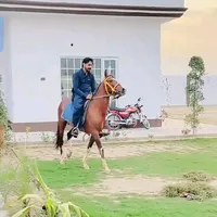GUJJAR 69