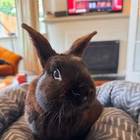 rabbitofrodo