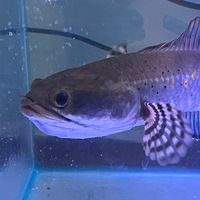 ca_canh_dep0