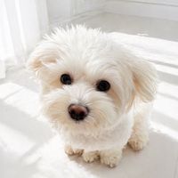 เสียงต้นฉบับ - ᴄᴀᴋᴇ♡🐶