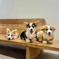 original sound - zeltoncorgis