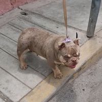 delmuroexoticbullies