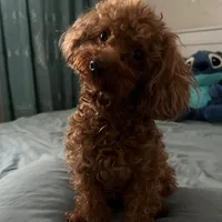 original sound - srngos