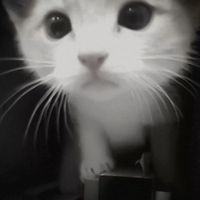 lilitvexx0