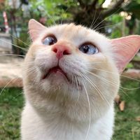 cikooputih