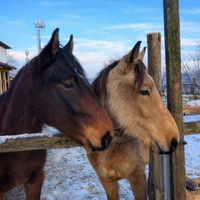 giftinhorse