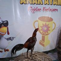 winnitafarmboyolali
