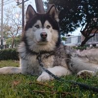 el_husky_priamo