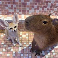 zoolandtakeshita