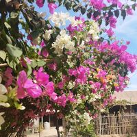 ahm.magway