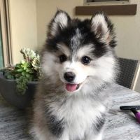 original sound - 췌이야TV