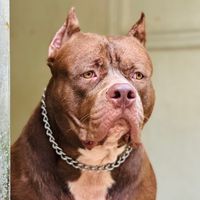 rolexthepitbull