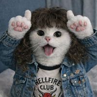 o_gato_marrento