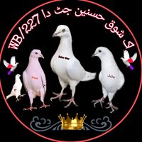hasnainjutt80363