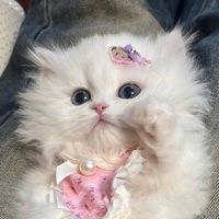 temi_0614