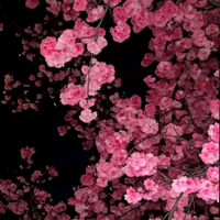 prashi0230