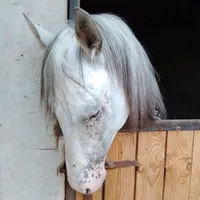 original sound - xaazperez.com