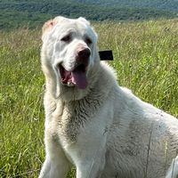 barbosadog7