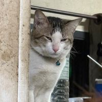 เสียงต้นฉบับ - MUMI4(ช่องหลักจะปลิว)