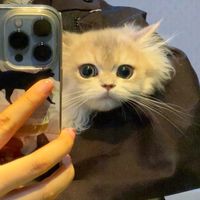 aya.alkhatib25