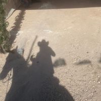 daisy_slp
