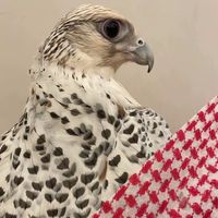 3ayyi