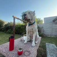 yaco.eldogo
