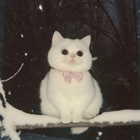 btaactee