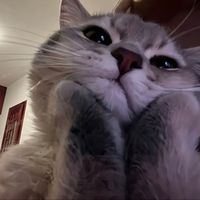 suara asli - daisyy.nn