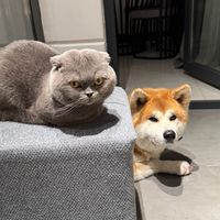 dog.hachiko